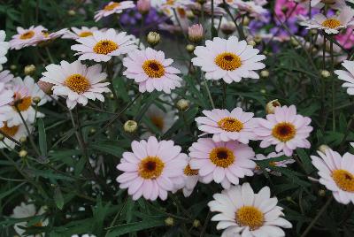 Cohen Propagation Nurseries: Argyranthemum 1607 Double White Pink Honeybees®