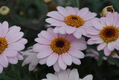 Argyranthemum Honeybees® '1607 Double White Pink'