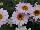Cohen Propagation Nurseries: Argyranthemum  '1607 Double White Pink' 