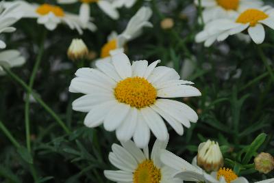 Cohen Propagation Nurseries: Argyranthemum 1624 Yellow Cream Honeybees®