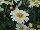 Cohen Propagation Nurseries: Argyranthemum  '1624 Yellow Cream' 