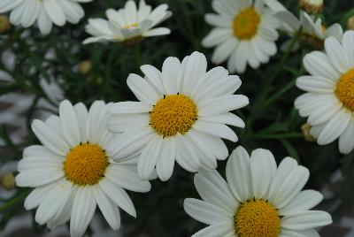 Honeybees® Argyranthemum 1624 Yellow Cream 