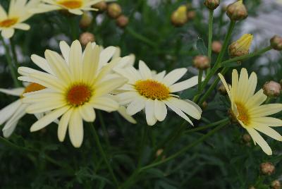 Honeybees® Argyranthemum 1623 Double Yellow 