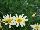 Cohen Propagation Nurseries: Argyranthemum  '1623 Double Yellow' 