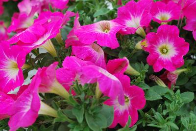 Cohen Propagation Nurseries: Chameltunia® Petunia 1109 Neon Sugar Beet 