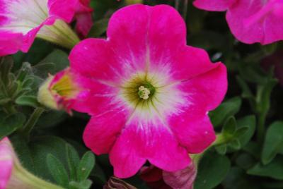 Cohen Propagation Nurseries: Chameltunia® Petunia 1109 Neon Sugar Beet 