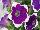 Sweet Pleasure® Petunia 1162 Blue White Star 