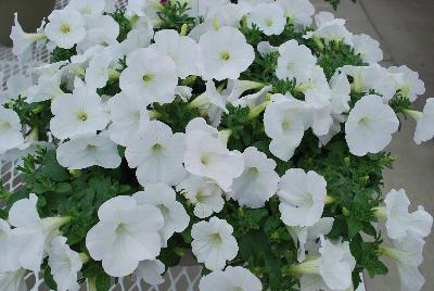 Cohen Propagation Nurseries: Sweet Pleasure® Petunia 1106 Pure White 