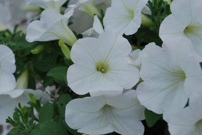 Cohen Propagation Nurseries: Sweet Pleasure® Petunia 1106 Pure White 