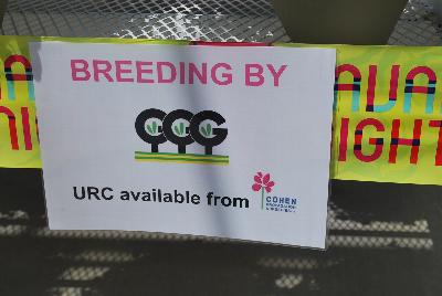 Seen @ Spring Trials 2016.: From COHEN Propagation @ Pacific Plug & Liner, Spring Trials 2016: The COHEN 2017 Collection.  Your Stock in Safe Hands.  Including Breeding from GGG with URC available from COHEN.