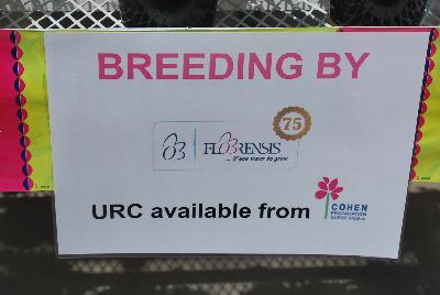 Seen @ Spring Trials 2016.: From COHEN Propagation @ Pacific Plug & Liner, Spring Trials 2016: The COHEN 2017 Collection.  Your Stock in Safe Hands.  Including Breeding from Florensis with URC available from COHEN.