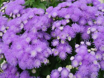 Ageratum Ariella 'Blue'