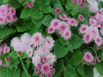 Ariella Ageratum Rose 