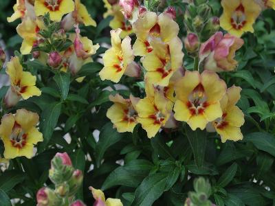 Antirrhinum Antirinca 'Bronze-Apricot'