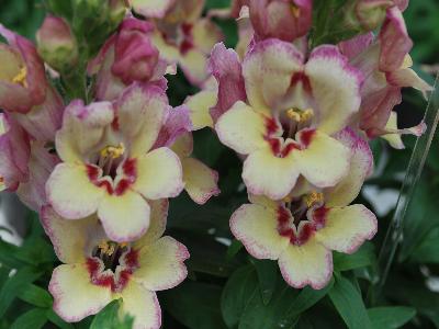 Antirinca Antirrhinum Peachy 