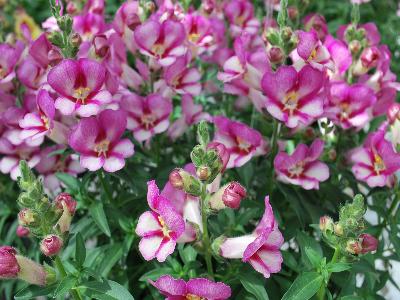 Antirrhinum Antirinca 'Rose'