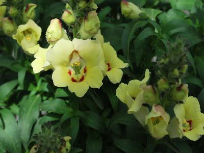 Antirrhinum Antirinca 'Yellow-Maroon'