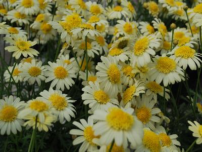 Glory Argyranthemum Lemon 