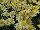 Cohen Propagation Nurseries: Argyranthemum  'Lemon' 
