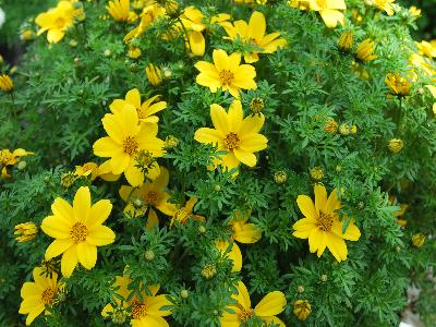 Bee Bidens Yellow-Crown 