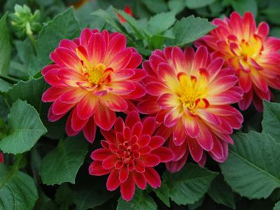 Dahlia Imagine 'Mini-Bicolor-Terracota'