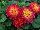 Cohen Propagation Nurseries: Dahlia  'Mini-Bicolor-Terracota' 