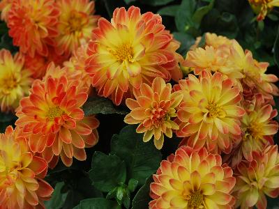 Imagine Dahlia Mini-Bicolor-Yellow 