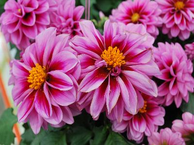 Dahlia Imagine 'Mini-Pink-Dark-Eye'