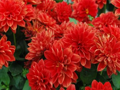 Dahlia Imagine 'Mini-Scarlet'