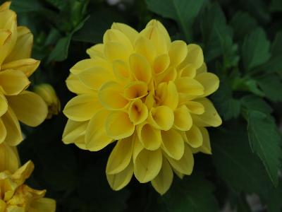 Dahlia Imagine 'Mini-Yellow'