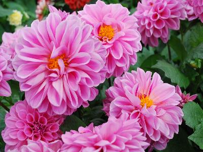 Dahlia Imagine 'Power-Rose'