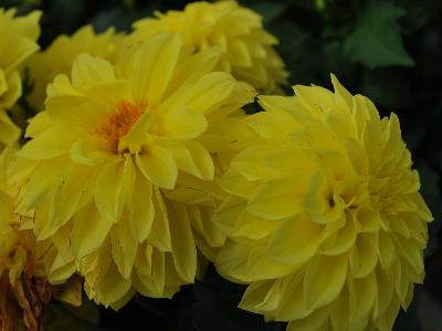 Imagine Dahlia Power-Yellow 