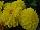 Cohen Propagation Nurseries: Dahlia  'Power-Yellow' 