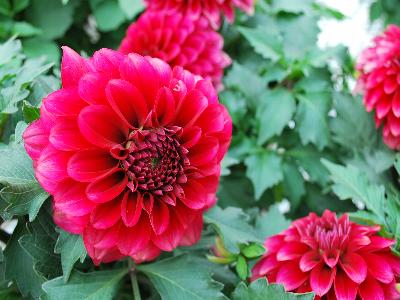 Dahlia Imagine 'XL-Deep-Red'