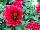 Imagine Dahlia XL-Deep-Red 