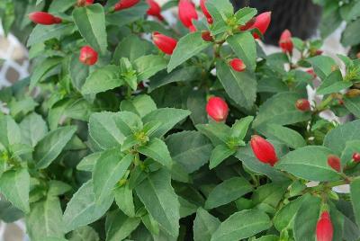 Fuchsia  'Chilly Red'
