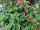 Cohen Propagation Nurseries: Fuchsia  'Chilly Red' 