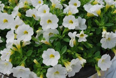 Early Bird Calibrachoa 'White'