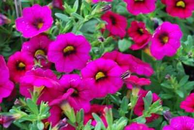 Calibrachoa Early Bird 'Purple'