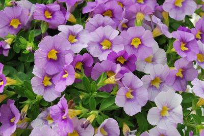 Cohen Propagation Nurseries: Early Bird Calibrachoa Light Blue 