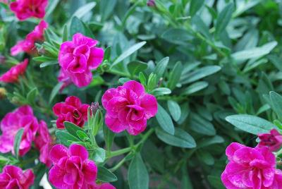 Cohen Propagation Nurseries: Caloha® Calibrachoa Double Marble Rose 