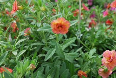 Calibrachoa Caloha® 'Double Terracotta'