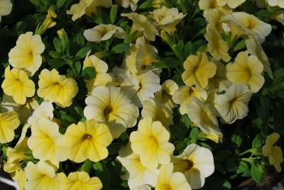 Early Bird Calibrachoa 'Yellow'