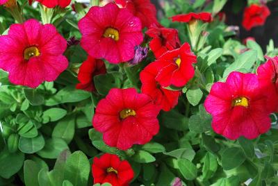 Early Bird Calibrachoa Red 