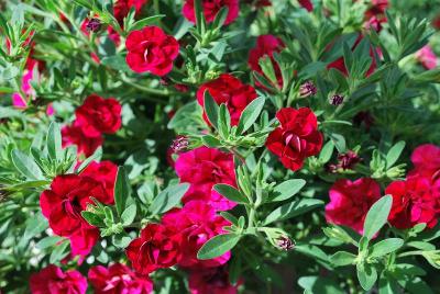 Calibrachoa Caloha® 'Double Burgundy'