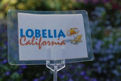 At COHEN Propagation Nurseries, 2014: California Lobelia: As seen @ COHEN Propagation Nurseries, Spring Trials, 2014.