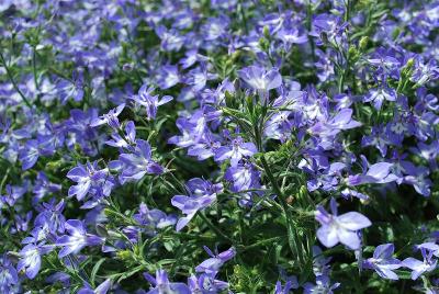 California Lobelia White Pillow 