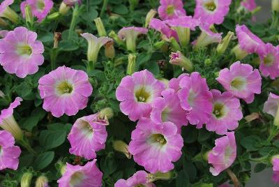 Cohen Propagation Nurseries: Vivini Petunia Pink 