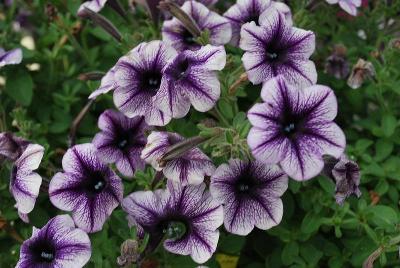 Petunia Vivini 'Violet Vein'