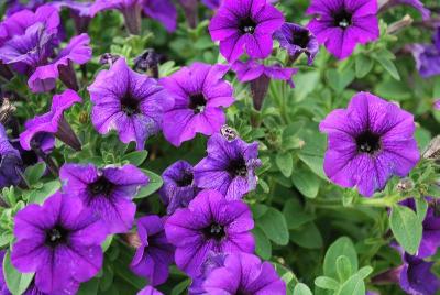 Petunia Vivini 'Blue'